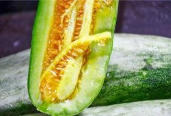 网红旅游吃瓜,美食瓜果香——探寻热门旅游地的独特风味